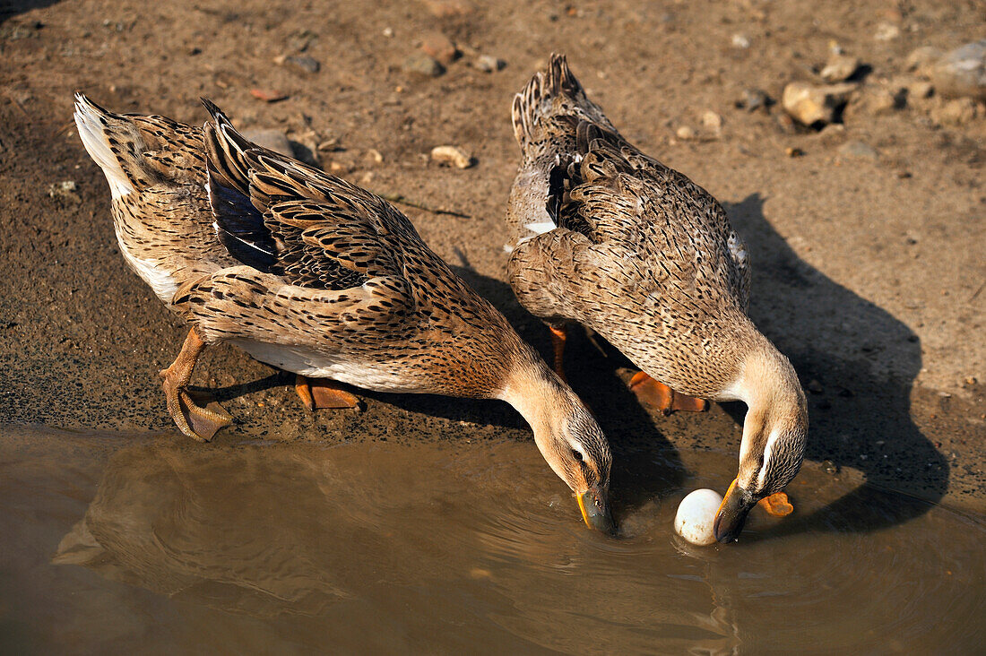 Zwei Enten und ein Ei, Eu, Departement Seine-Maritime, Region Haute-Normandie, Nordfrankreich, Europa