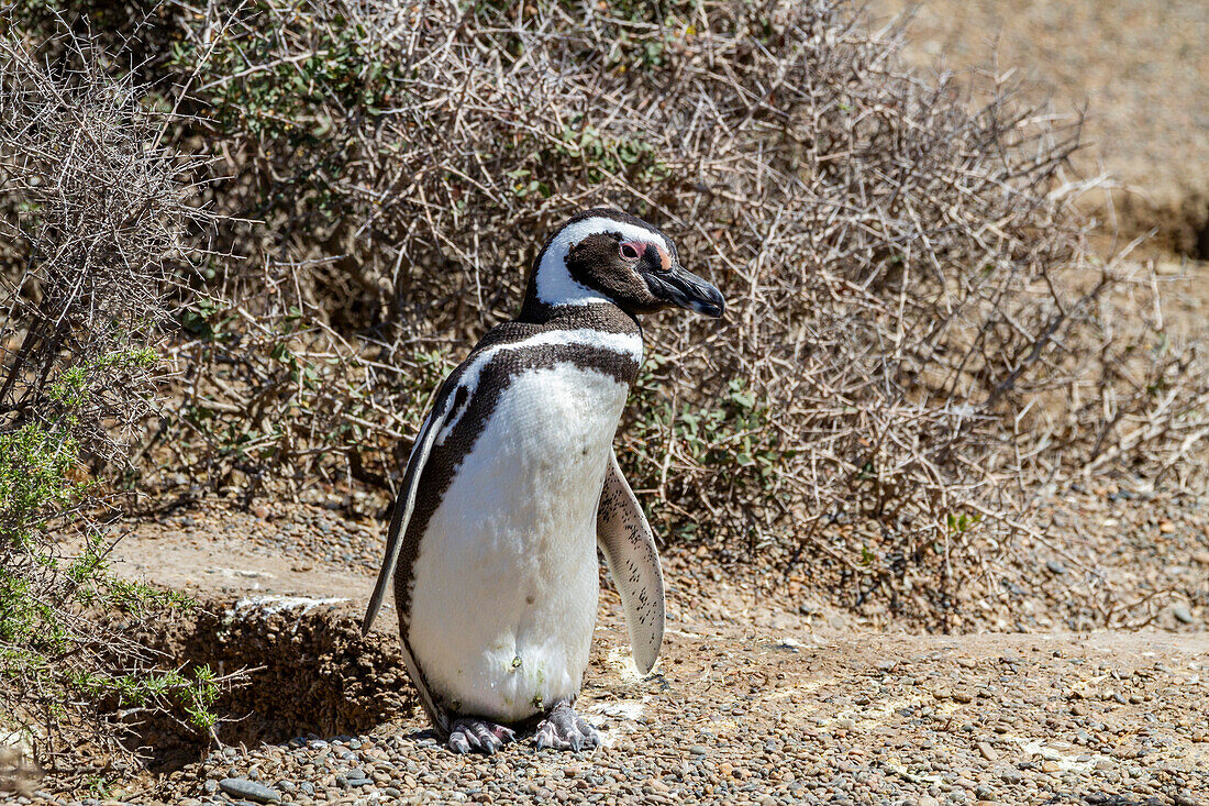 Ausgewachsener Magellanpinguin (Spheniscus magellanicus) an einem Brutplatz auf der Halbinsel Valdez, Patagonien, Argentinien, Südamerika