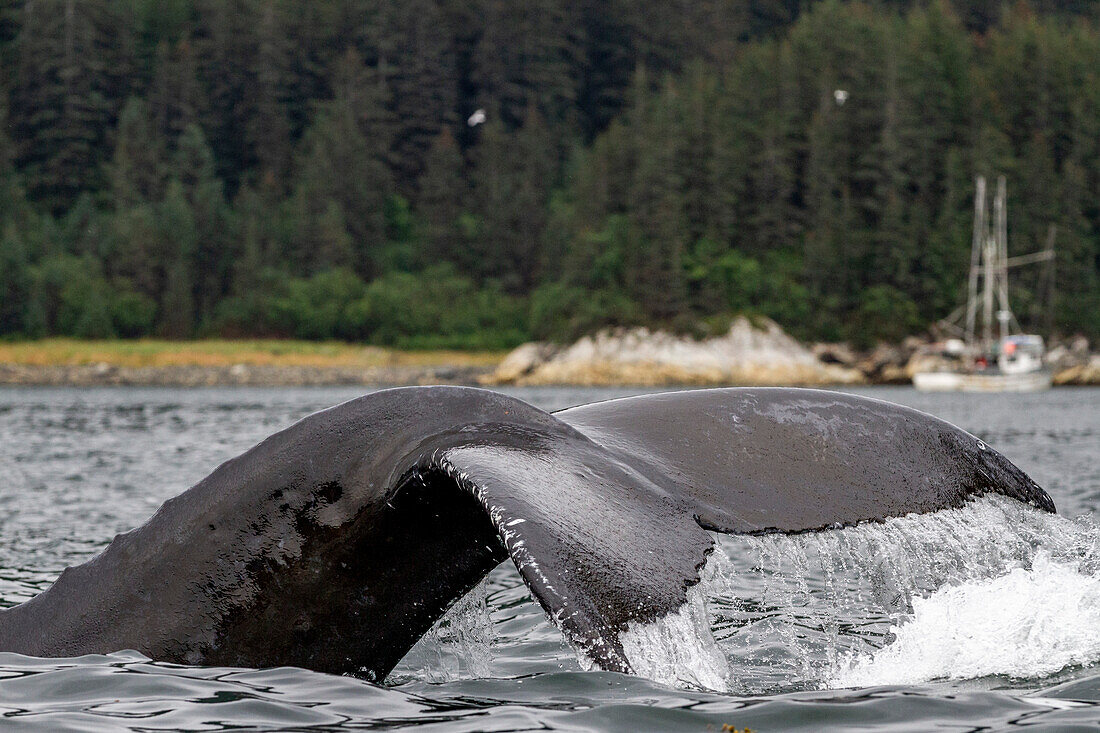 Ausgewachsener Buckelwal (Megaptera novaeangliae) beim Flukes-up-Tauchgang im Inian Pass, Südost-Alaska, Pazifischer Ozean, Vereinigte Staaten von Amerika, Nordamerika