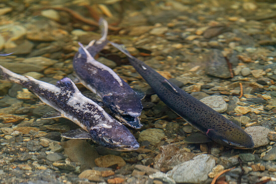 Tote und sterbende rosa Lachse (Oncorhynchus gorbuscha) versammeln sich zum Laichen außerhalb von Sitka, Südost-Alaska, Vereinigte Staaten von Amerika, Nordamerika