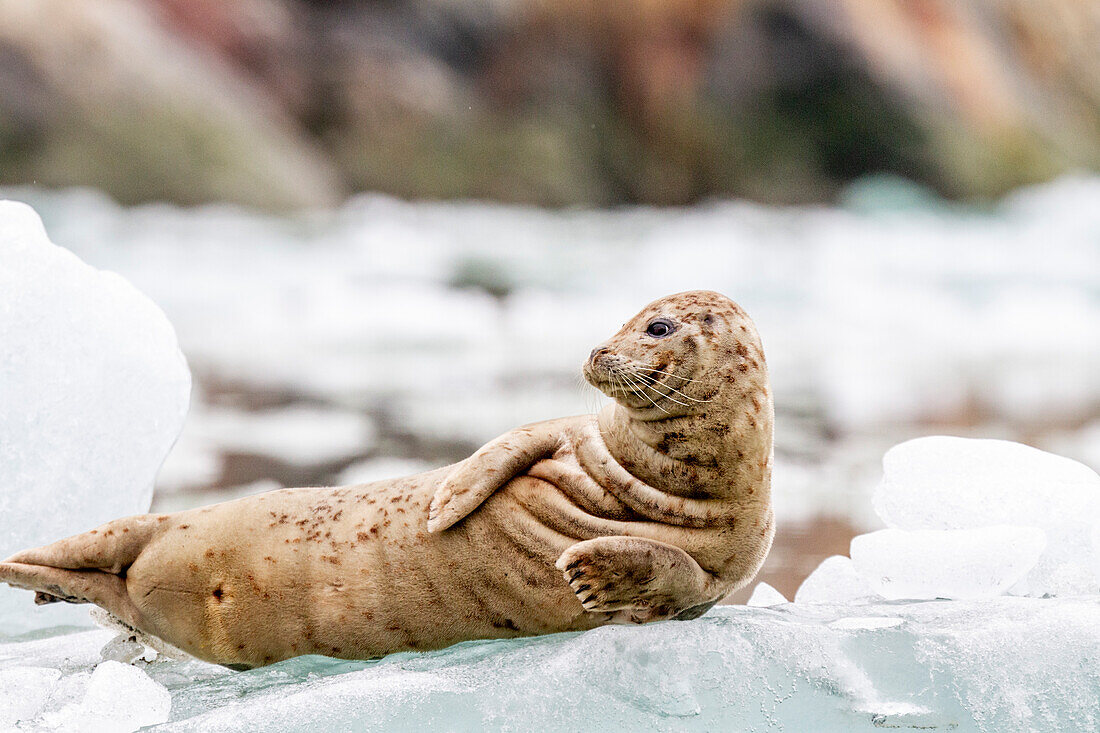 Hafenrobbe (Phoca vitulina) auf dem Eis des South Sawyer Glacier, Südost-Alaska, Vereinigte Staaten von Amerika, Nordamerika