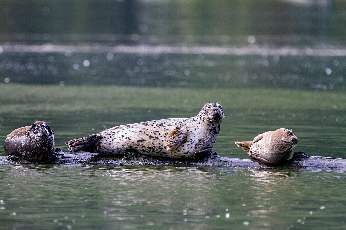 Hafenrobben (Phoca vitulina) auf einem untergetauchten Baumstamm im Misty Fjord National Monument, Südost-Alaska, Vereinigte Staaten von Amerika, Nordamerika