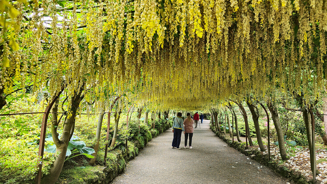 Laburnum Grove, Bodnant Gardens, Conwy, Wales, Vereinigtes Königreich, Europa