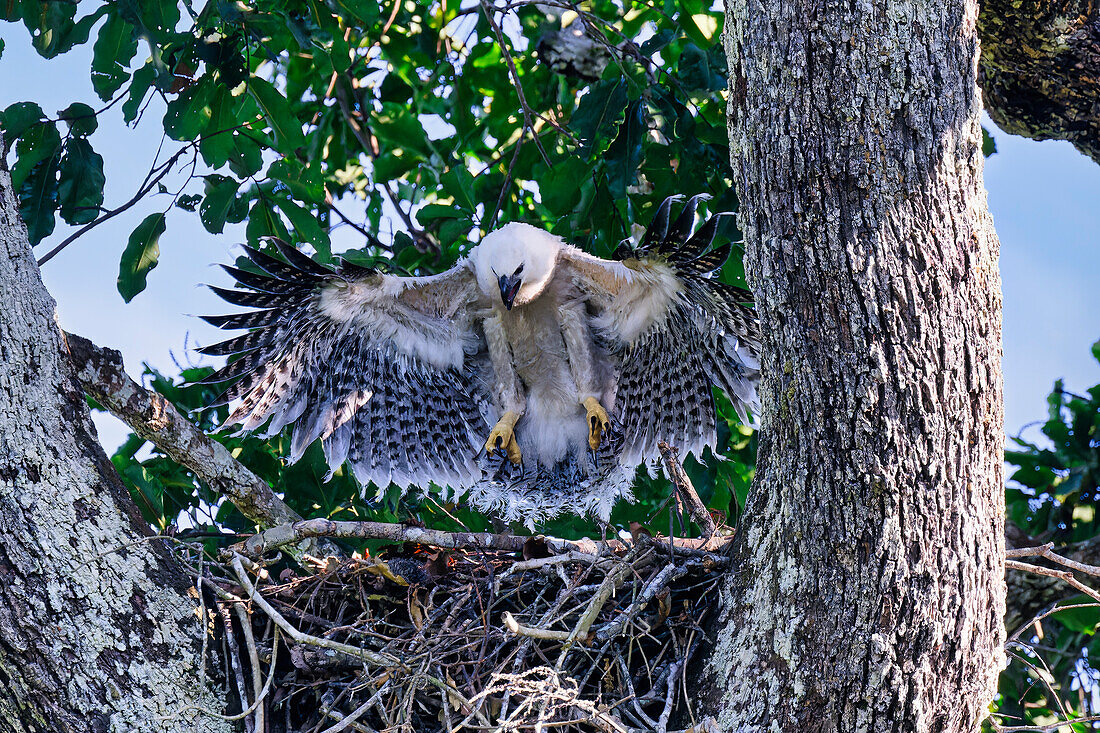 Four month old Harpy eagle chick (Harpia harpyja), testing its wings in the nest, Alta Floresta, Amazon, Brazil, South America