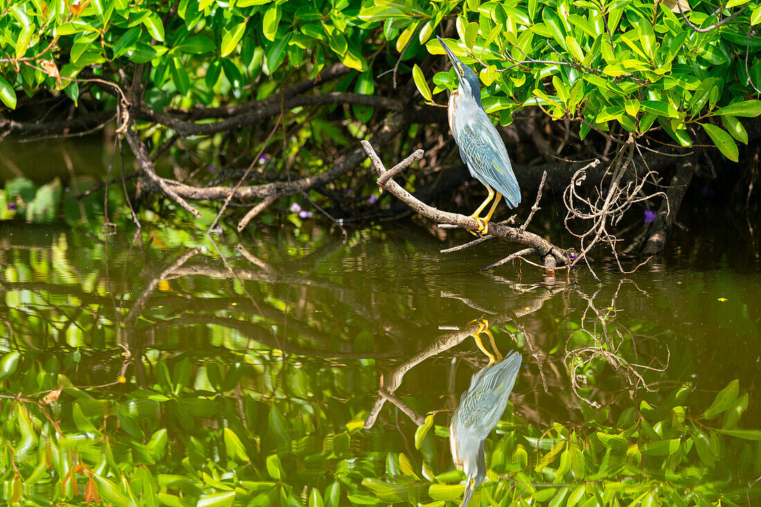 Streifenreiher (Butorides striata) auf einem Ast am Sandoval-See, Tambopata-Nationalreservat, Puerto Maldonado, Madre de Dios, Peru, Südamerika