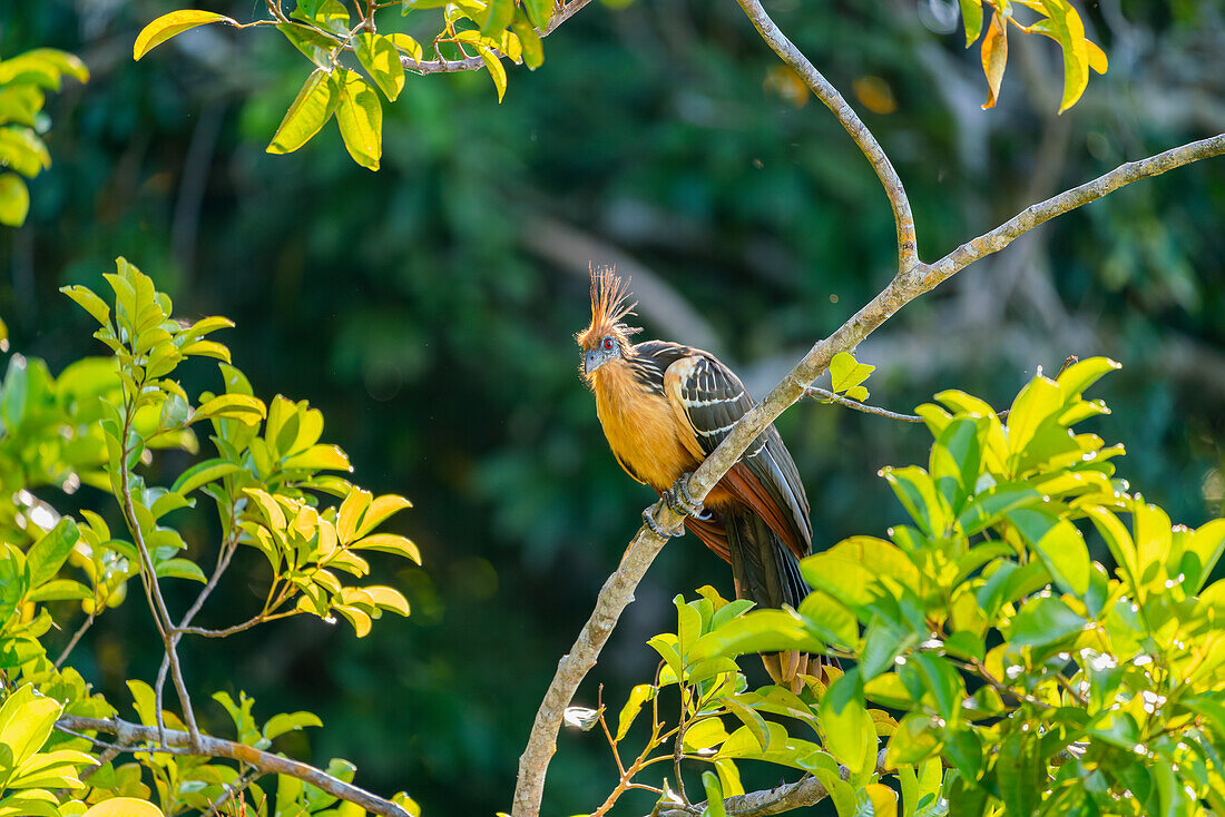 Hoatzin (Ophisthocomus hoazin) perching on branch by Lake Sandoval, Tambopata National Reserve, Puerto Maldonado, Madre de Dios, Peru, South America