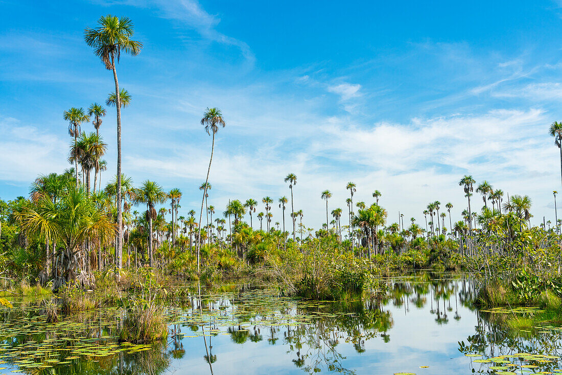 Palmen am Yacumama-See, Puerto Maldonado, Provinz Tambopata, Madre de Dios, Peru, Südamerika