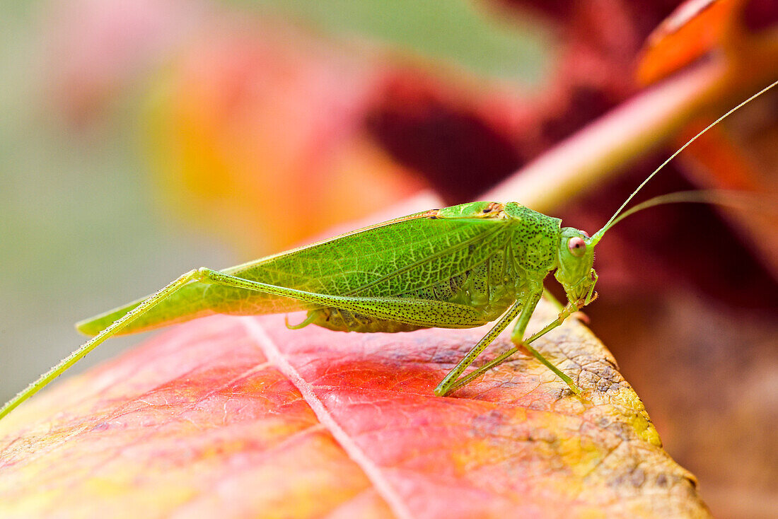 Mittelmeer-Katydide (Phaneroptera nana) auf Blättern von Hirschhornsumach (Rhus typhina), Frankreich, Europa