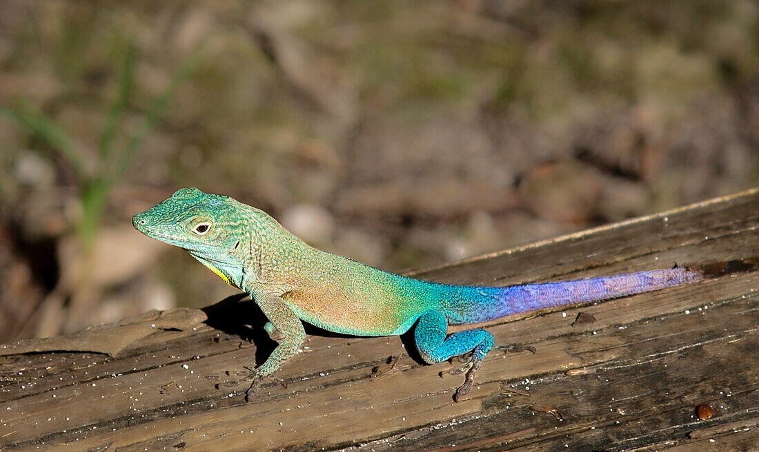 Jamaican Turquoise Anole lizard (Anolis grahami) (Graham's anole), a species native to Jamaica, also found on Bermuda, Atlantic, North America