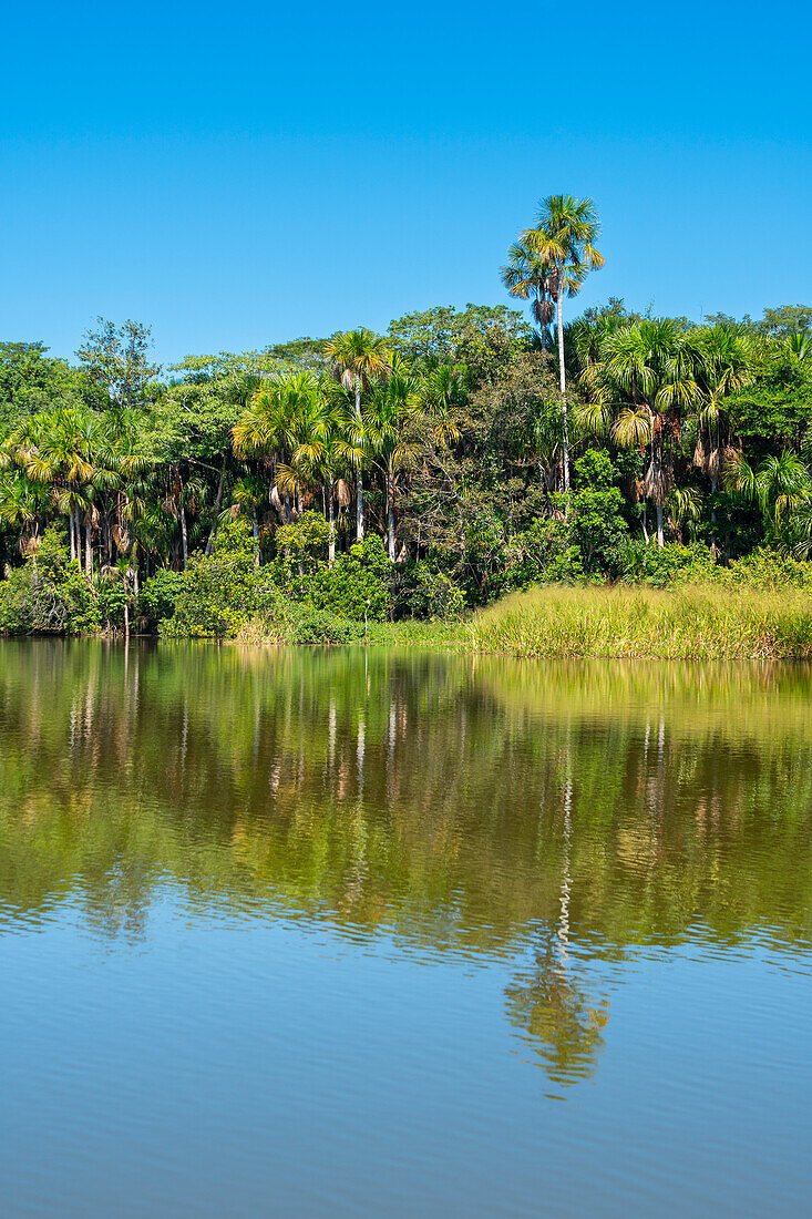 Lake Sandoval and Aguaje palms, Tambopata National Reserve, Puerto Maldonado, Madre de Dios, Peru, South America