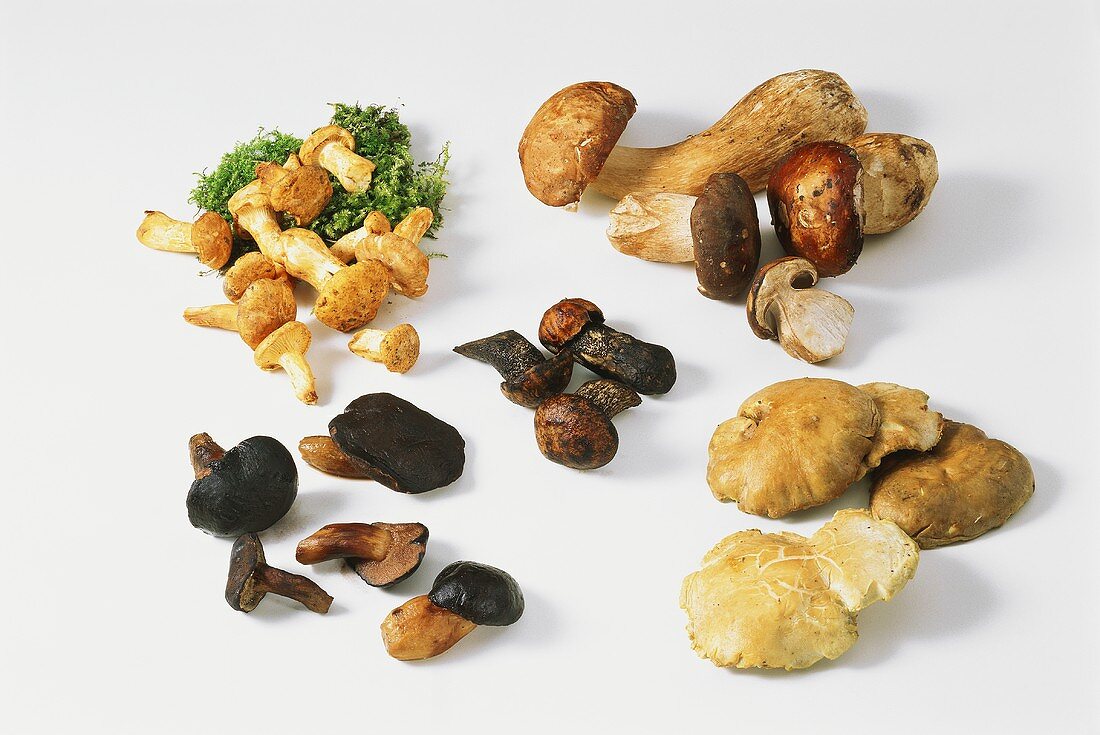Various mushrooms on white background