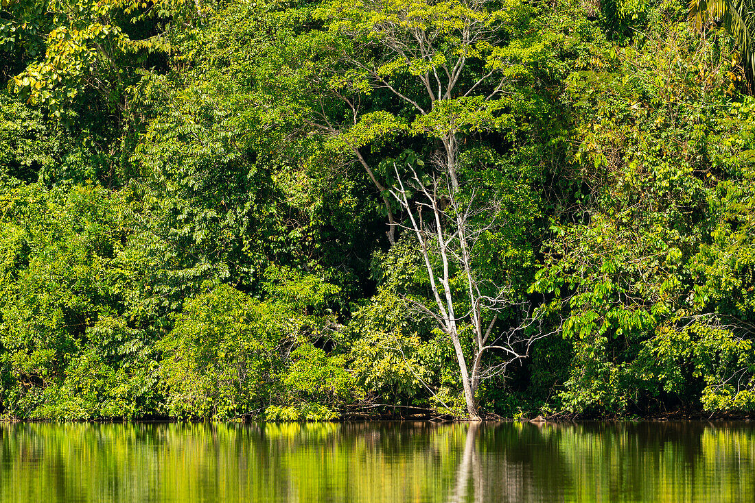 Forest on shore of Lake Sandoval, Tambopata National Reserve, Puerto Maldonado, Madre de Dios, Peru, South America