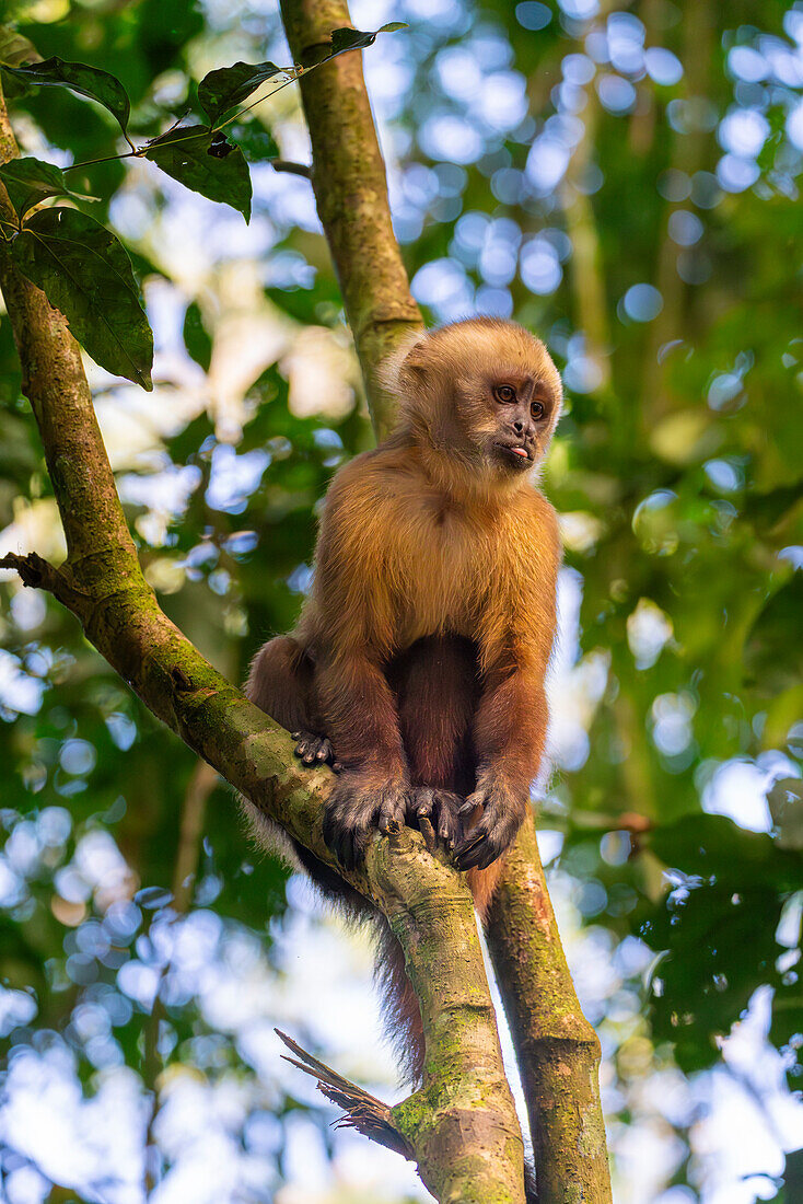 Brauner Kapuzineraffe (Cebus apella) (Sapajus apella) auf Baum, Tambopata National Reserve, Puerto Maldonado, Provinz Tambopata, Madre de Dios, Peru, Südamerika