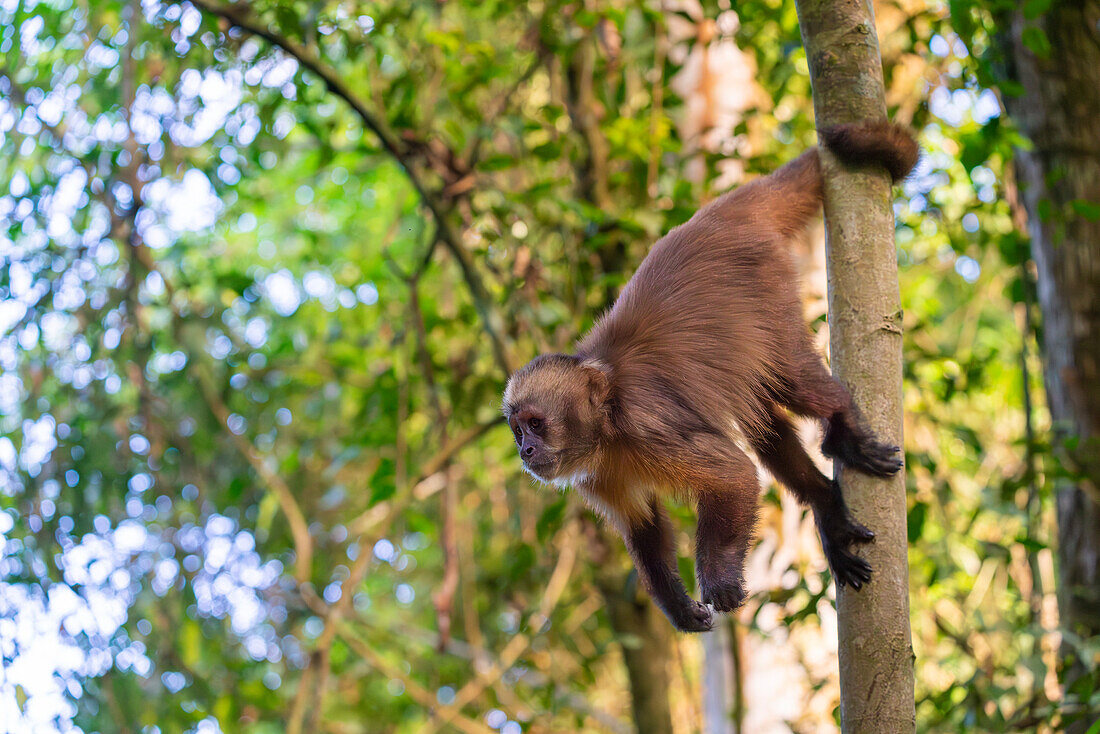 Brown capuchin monkey (Cebus apella) (Sapajus apella) on tree, Tambopata National Reserve, Puerto Maldonado, Tambopata Province, Madre de Dios, Peru, South America