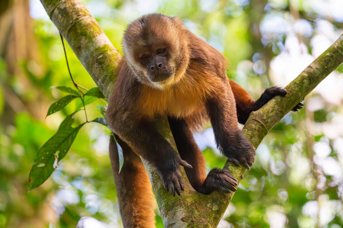 Brauner Kapuzineraffe (Cebus apella) (Sapajus apella) auf Baum, Tambopata National Reserve, Puerto Maldonado, Provinz Tambopata, Madre de Dios, Peru, Südamerika