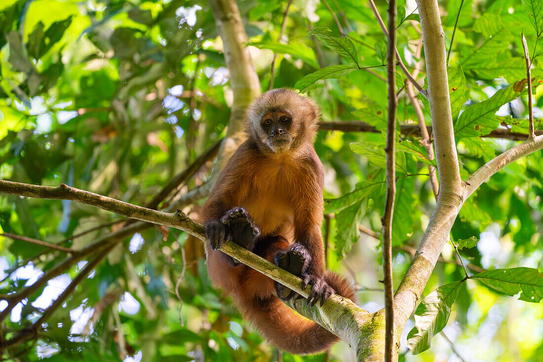 Brown capuchin monkey (Cebus apella) (Sapajus apella) on tree, Tambopata National Reserve, Puerto Maldonado, Tambopata Province, Madre de Dios, Peru, South America