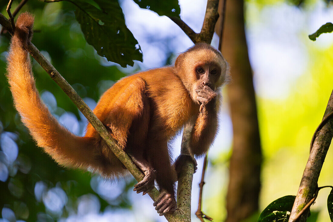 Brauner Kapuzineraffe (Cebus apella) (Sapajus apella) auf Baum, Tambopata-Nationalreservat, Puerto Maldonado, Provinz Tambopata, Madre de Dios, Peru, Südamerika