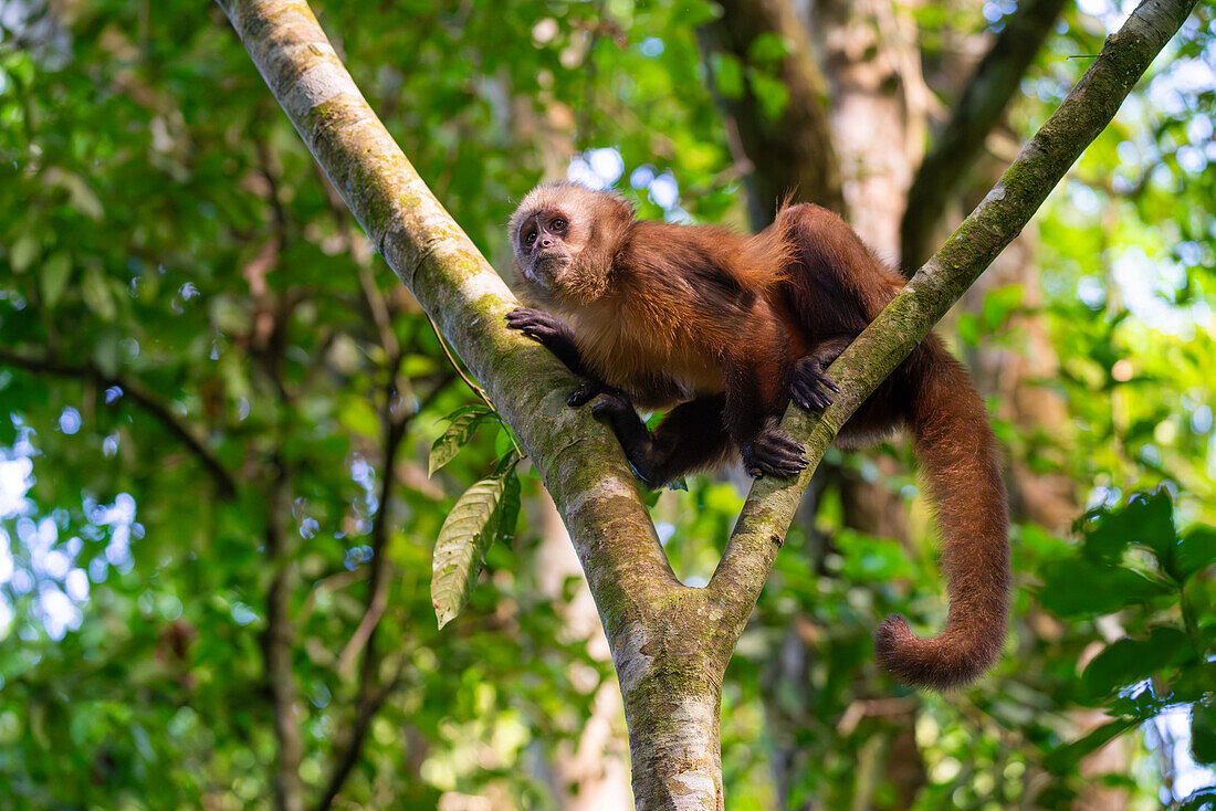 Brauner Kapuzineraffe (Cebus apella) (Sapajus apella) auf Baum, Tambopata National Reserve, Puerto Maldonado, Tambopata Provinz, Madre de Dios, Peru, Südamerika