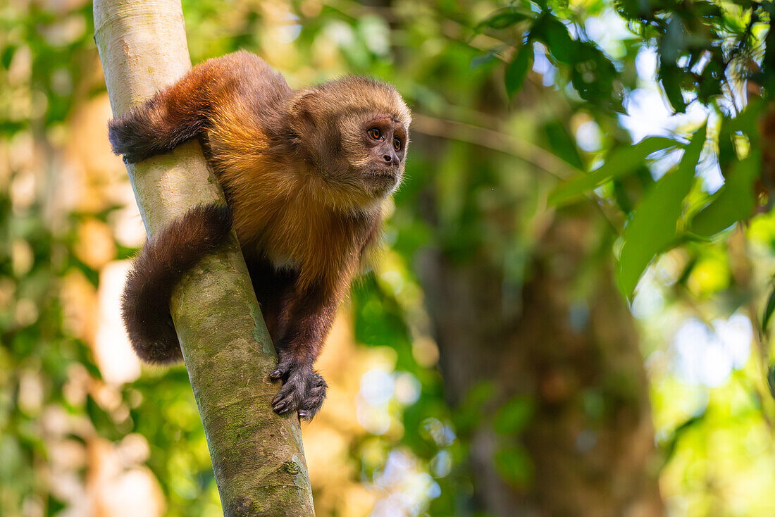 Brauner Kapuzineraffe (Cebus apella) (Sapajus apella) auf Baum, Tambopata National Reserve, Puerto Maldonado, Provinz Tambopata, Madre de Dios, Peru, Südamerika