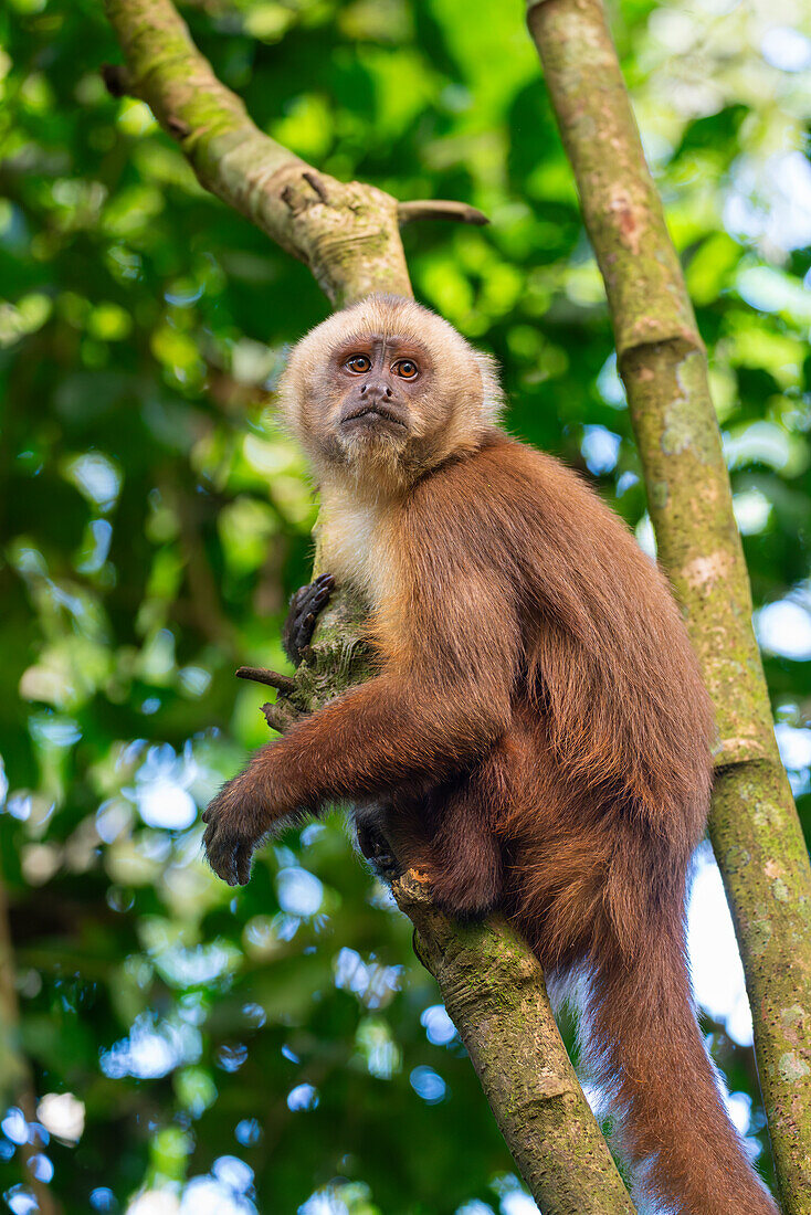 Brown capuchin monkey (Cebus apella) (Sapajus apella) on tree, Tambopata National Reserve, Puerto Maldonado, Tambopata Province, Madre de Dios, Peru, South America