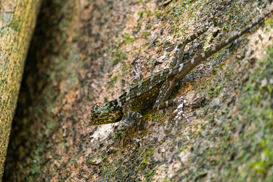 Close-up of Collared treerunner (Plica plica) on tree, Tambopata National Reserve, Puerto Maldonado, Tambopata Province, Madre de Dios, Peru, South America