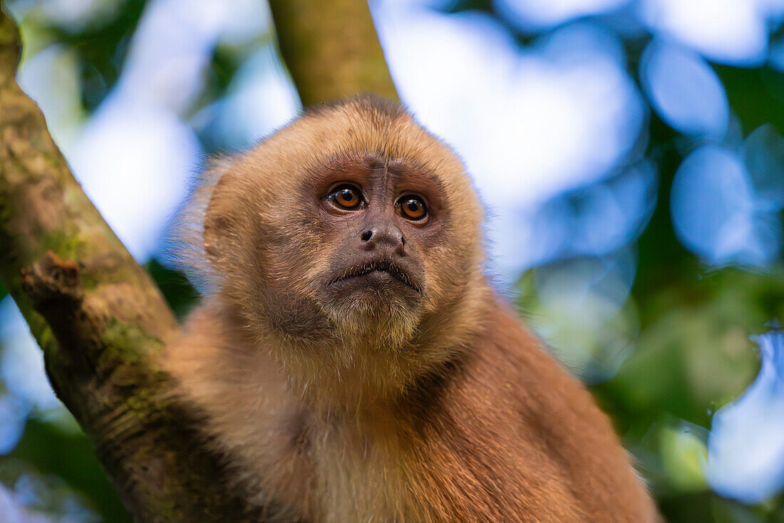 Brauner Kapuzineraffe (Cebus apella) (Sapajus apella) auf einem Baum, Tambopata National Reserve, Puerto Maldonado, Provinz Tambopata, Madre de Dios, Peru, Südamerika