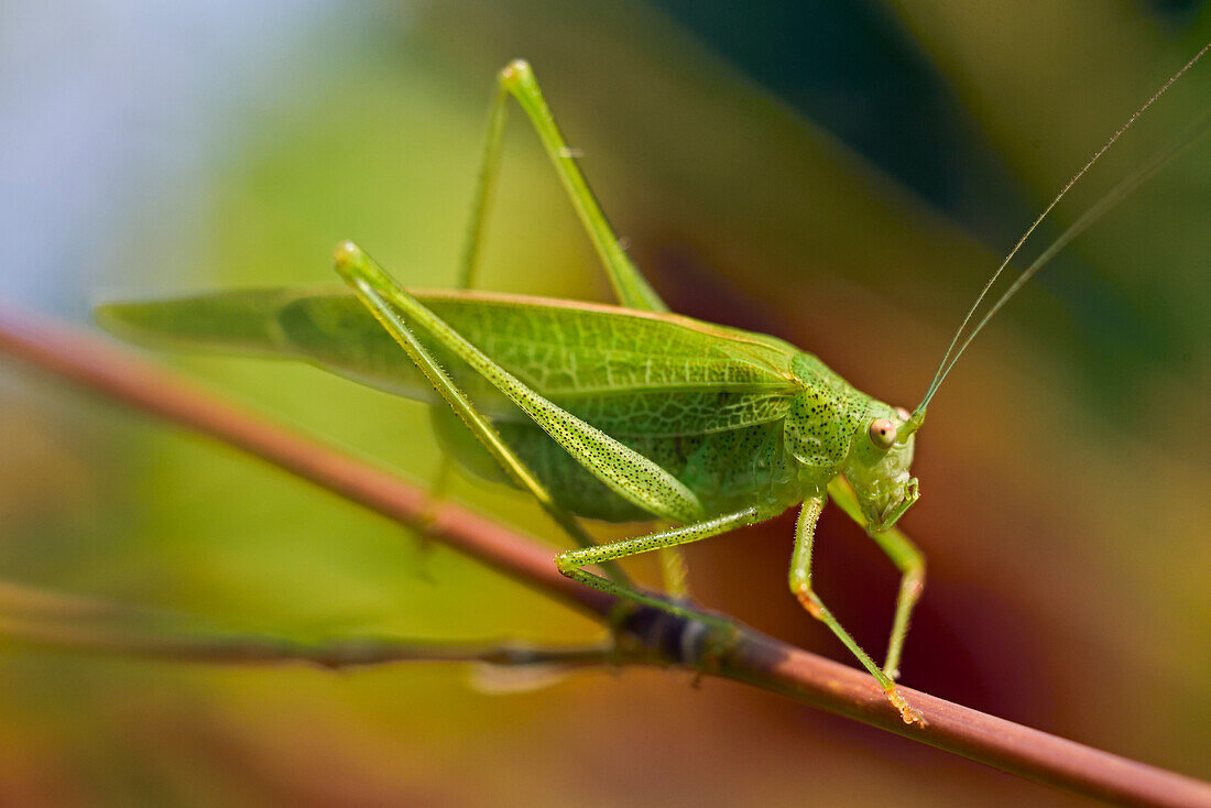 Mittelmeer-Katydide (Phaneroptera nana), Frankreich, Europa