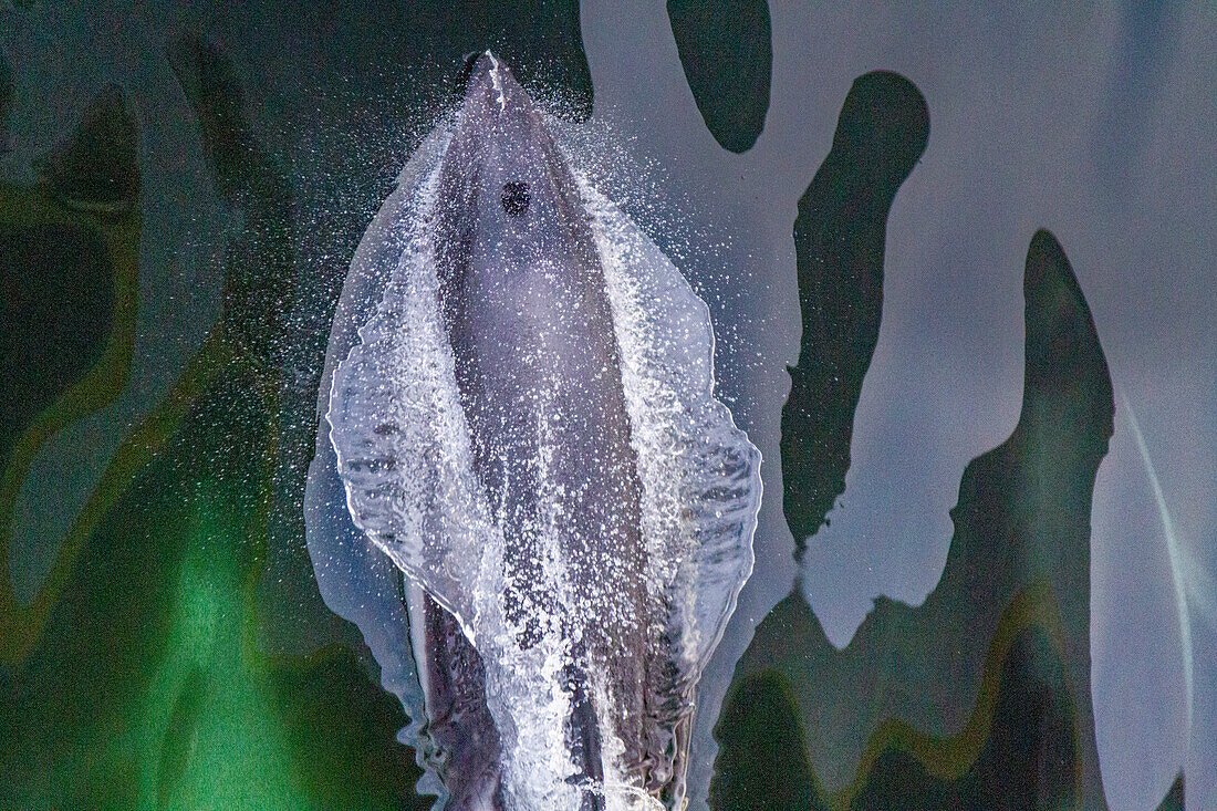 Ausgewachsener Peale's Dolphin (Lagenorhynchus australis) beim Bugreiten in der Nähe von New Island auf den Falklandinseln, Südamerika