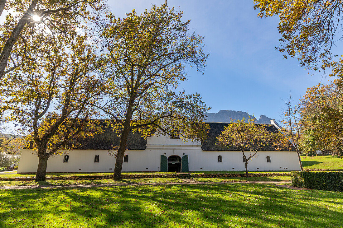 Rustenberg Vineyard, Stellenbosch, Western Cape Province, South Africa, Africa