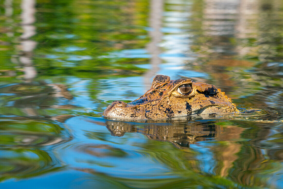 Close-up of head of Black caiman (Melanosuchus niger), Lake Yacumama, Puerto Maldonado, Tambopata Province, Madre de Dios, Peru, South America