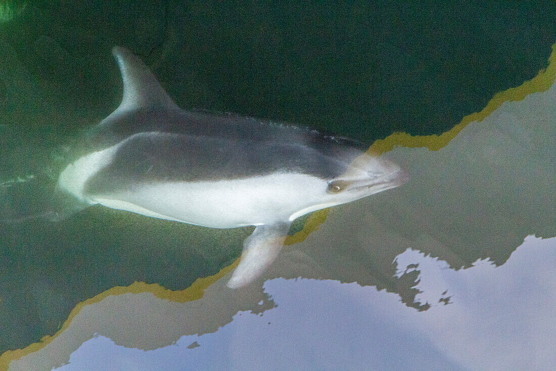 Ausgewachsener Peale's Dolphin (Lagenorhynchus australis), Bugfahrt in der Nähe von New Island auf den Falklandinseln, Südamerika