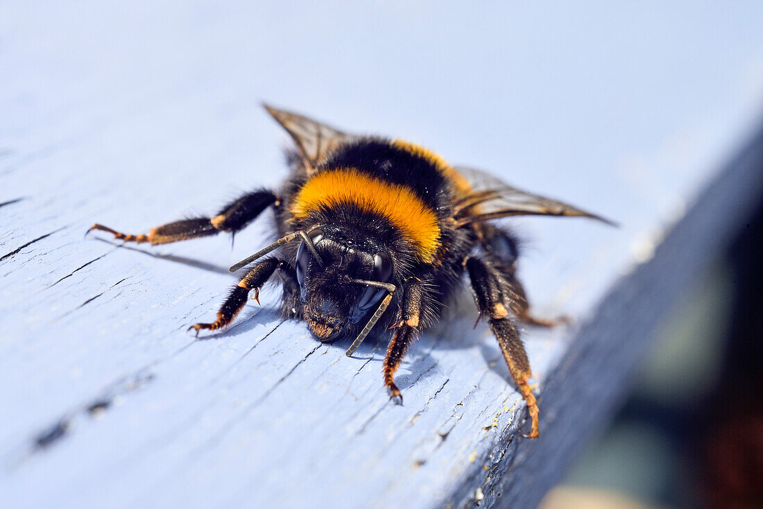 Buff-tailed bumblebee (Bombus terrestris), France, Europe