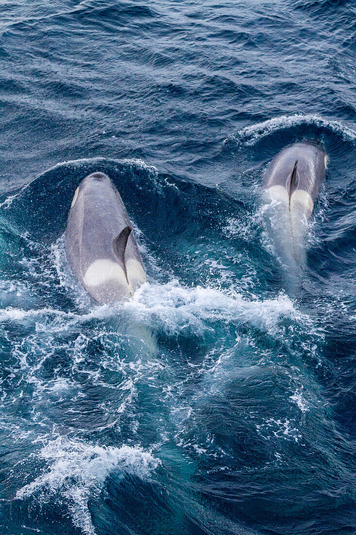 Eine große Gruppe von Gerlache Strait Typ B Schwertwalen (Orcinus orca), die in der Gerlache Strait unterwegs sind, Antarktis, Polarregionen