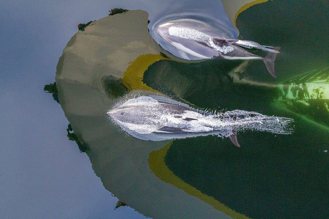 Ausgewachsener Peale's Dolphin (Lagenorhynchus australis), Bugfahrt in der Nähe von New Island auf den Falklandinseln, Südamerika