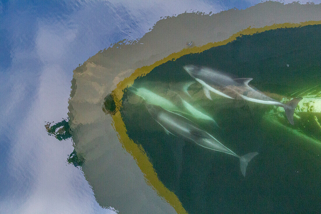 Adult Peale's Dolphin (Lagenorhynchus australis), bow-riding near New Island in the Falkland Islands, South America