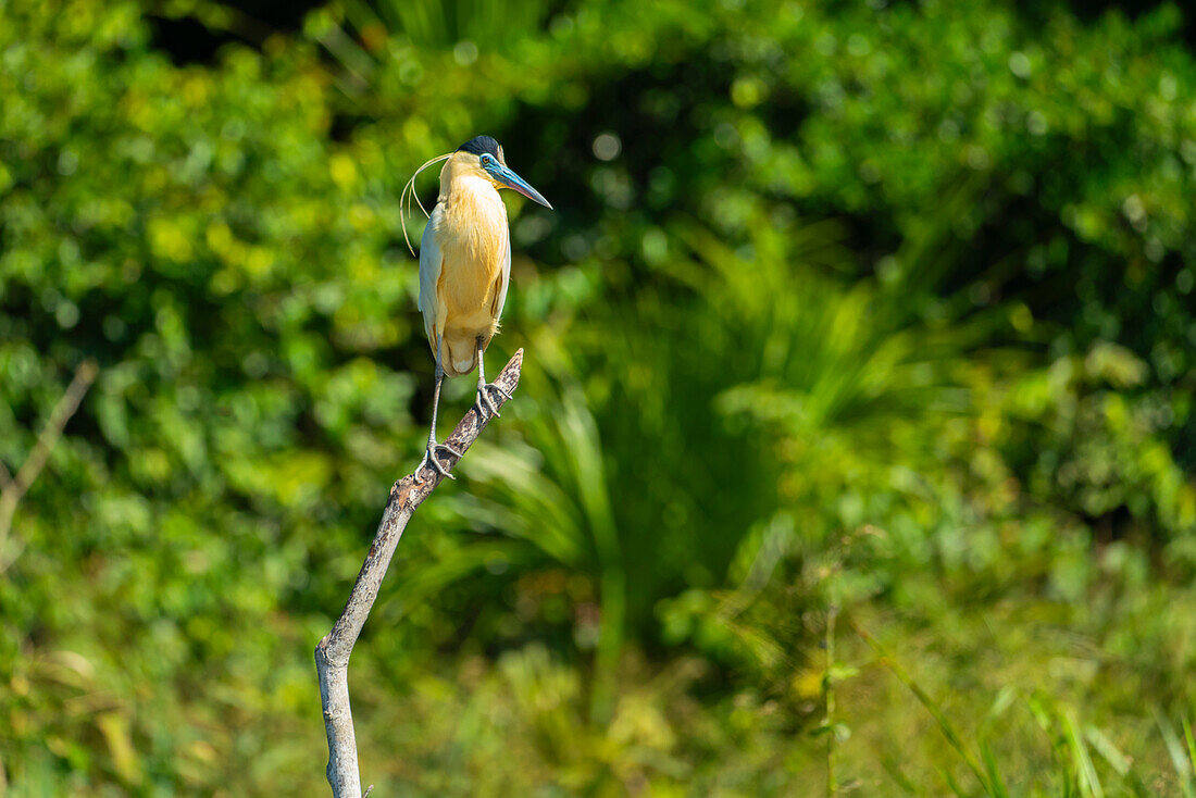 Capped Heron (Pilherodius pileatus) perching on branch by Lake Sandoval, Tambopata National Reserve, Puerto Maldonado, Madre de Dios, Peru, South America