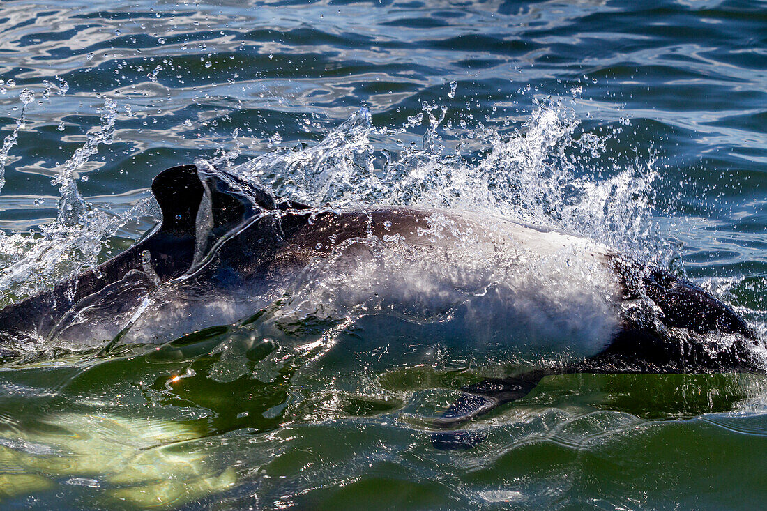 Ausgewachsener Commerson-Delphin (Cephalorhynchus commersonii), auftauchend im Stanley Harbor auf den Falklandinseln, Südamerika