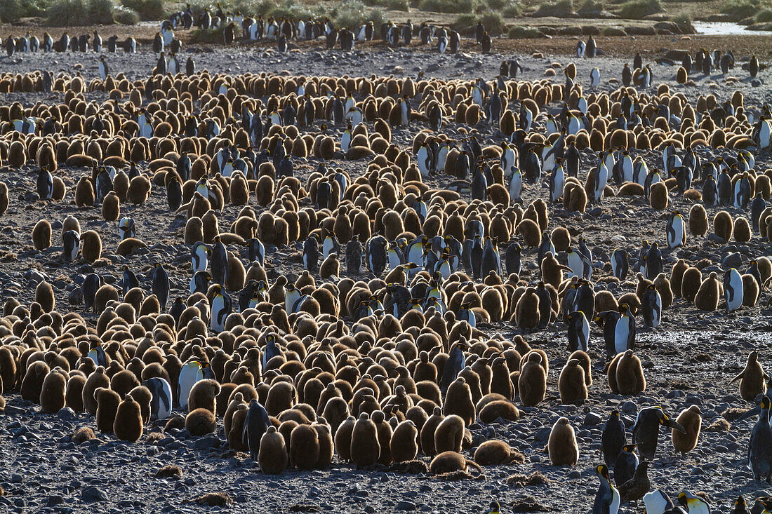 Sonnenaufgang über Königspinguinen (Aptenodytes patagonicus) in der Nist- und Brutkolonie auf Salisbury Plain, Südgeorgien, Polargebiete