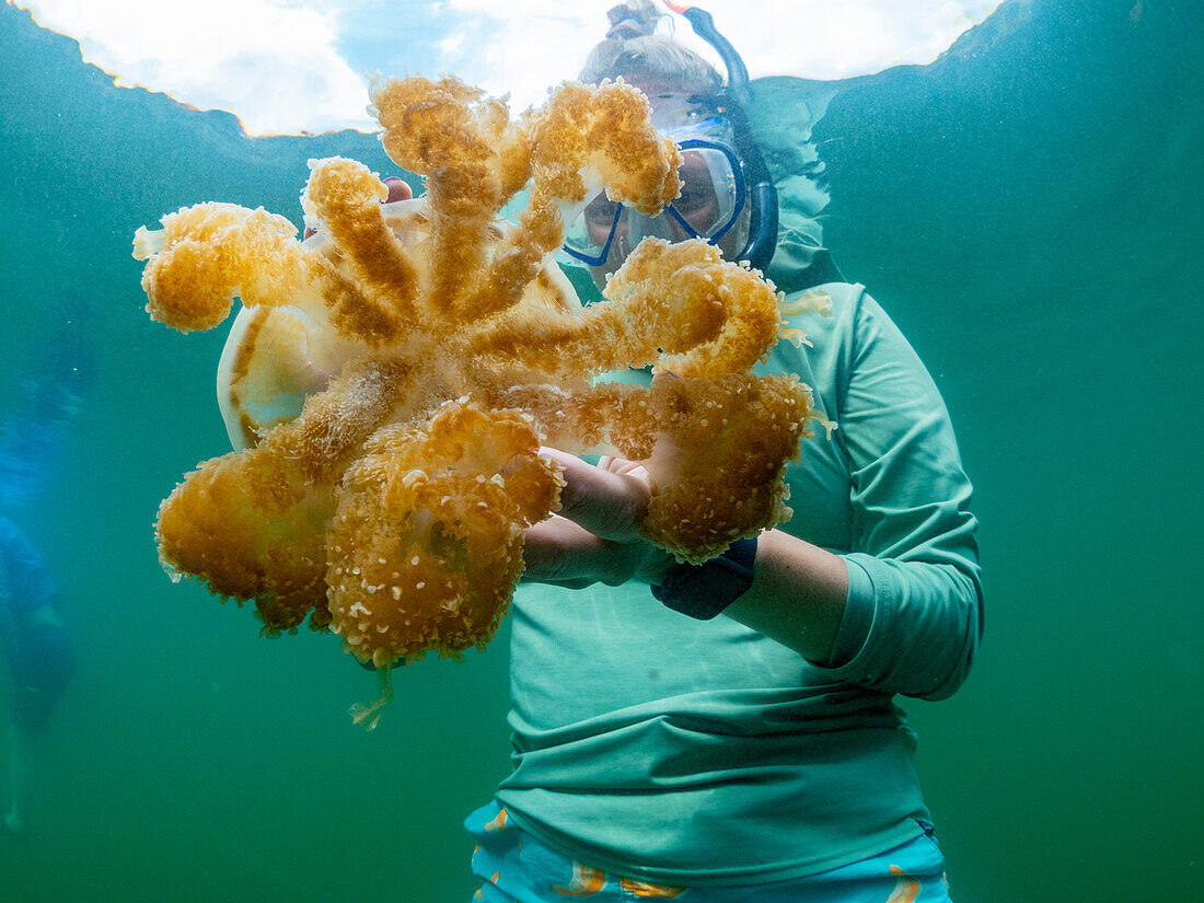 Schnorchler mit Goldqualle (Mastigias papua etpisoni), im Jellyfish Lake, einem See auf der Insel Eil Malk, Felseninseln, Palau, Mikronesien, Pazifik