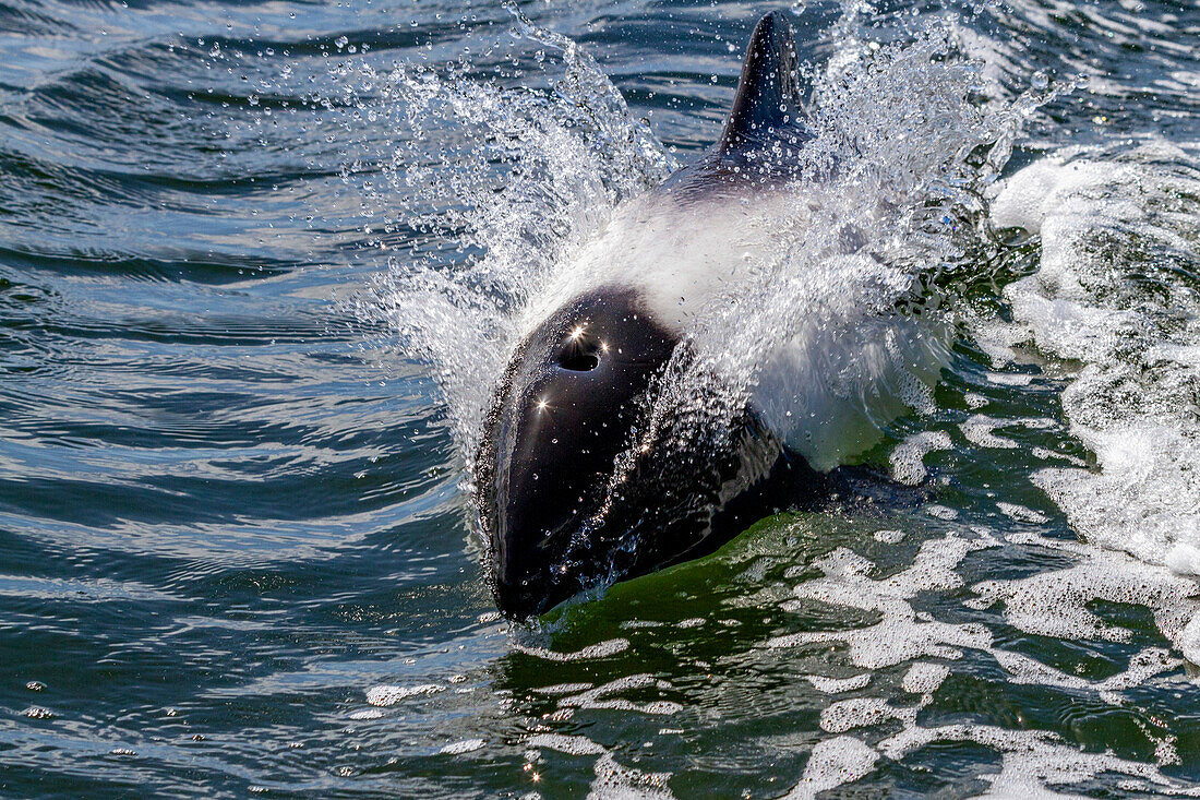 Ausgewachsener Commerson-Delphin (Cephalorhynchus commersonii), auftauchend im Stanley Harbor auf den Falklandinseln, Südamerika