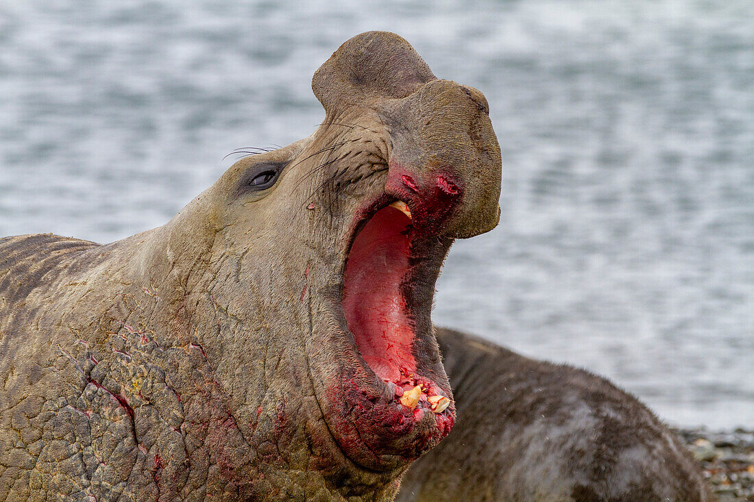 Kampfgeschädigter südlicher See-Elefant (Mirounga leonina), der einen Herausforderer anbrüllt, Peggotty Bluff, Südgeorgien, Polargebiete