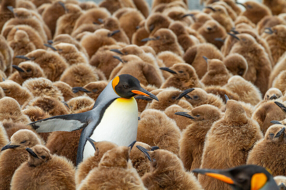 Adult king penguin (Aptenodytes patagonicus) amongst chicks at breeding colony at Gold Harbour, South Georgia Island, Polar Regions