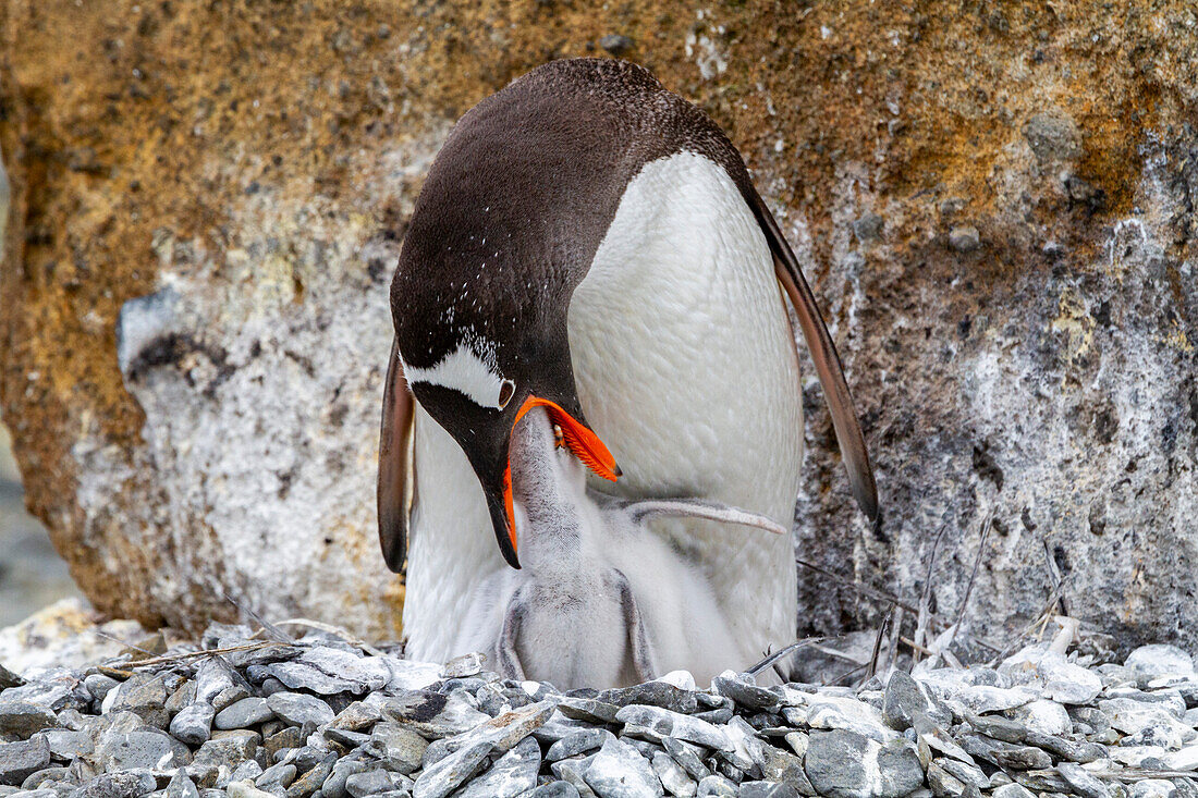 Adult gentoo penguin (Pygoscelis papua), feeding chicks at Brown Bluff near the Antarctic Peninsula, Southern Ocean, Polar Regions