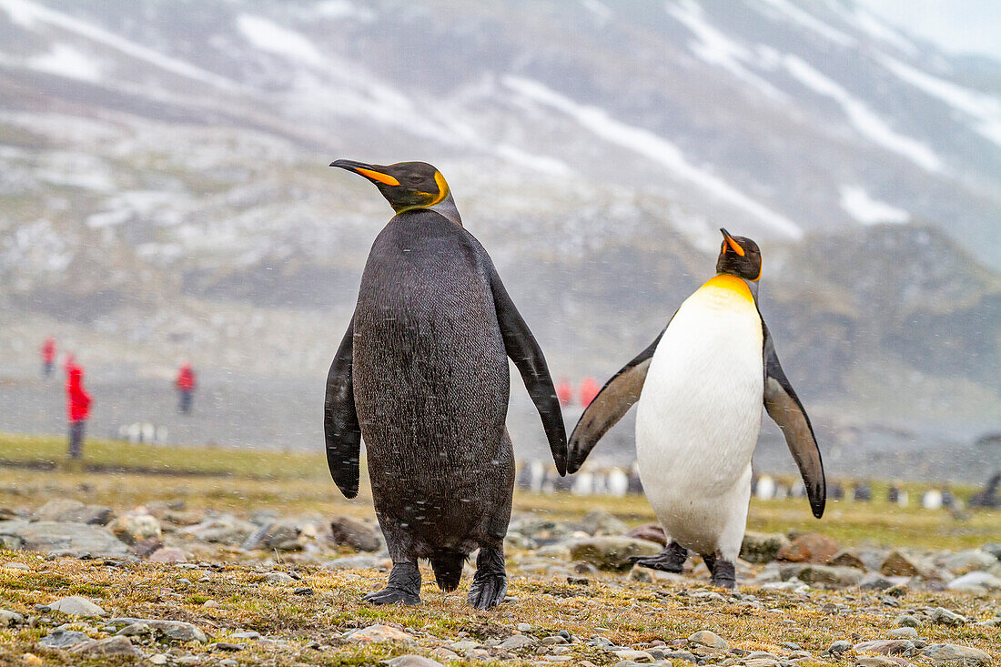 Ein seltener erwachsener melanistischer Königspinguin (Aptenodytes patagonicus), auf dem Rückweg von der Fütterung auf See tin Fortuna Bay, Südgeorgien, Polargebiete