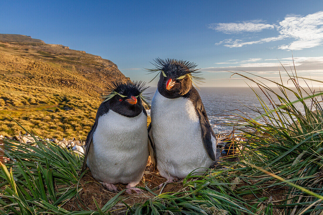 Ausgewachsene Südliche Felsenpinguine (Eudyptes chrysocome), in der Brutkolonie auf West Point Island, Falklands, Südamerika