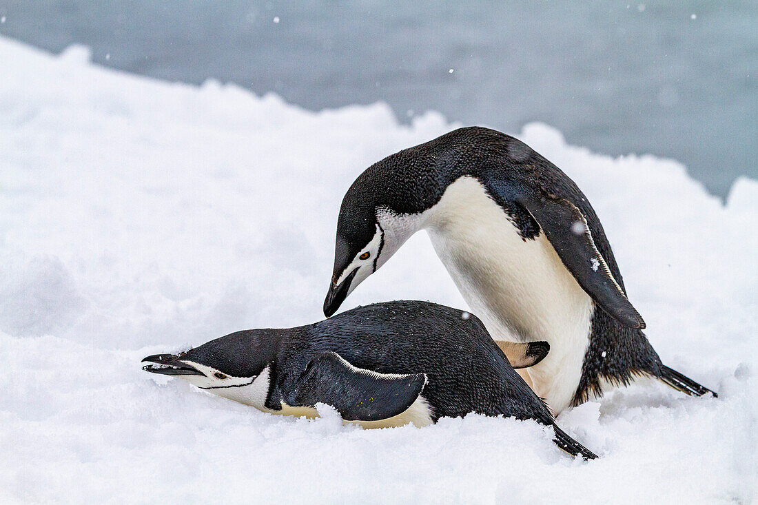 Chinstrap penguins (Pygoscelis antarctica), at breeding colony at Half Moon Island, Antarctica, Southern Ocean, Polar Regions