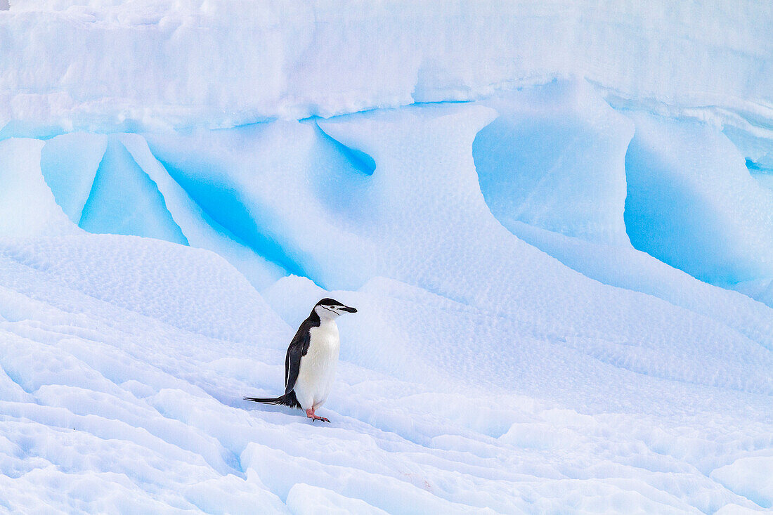 Zügelpinguin (Pygoscelis antarctica), in der Brutkolonie auf Half Moon Island, Antarktis, Südliches Meer, Polargebiete