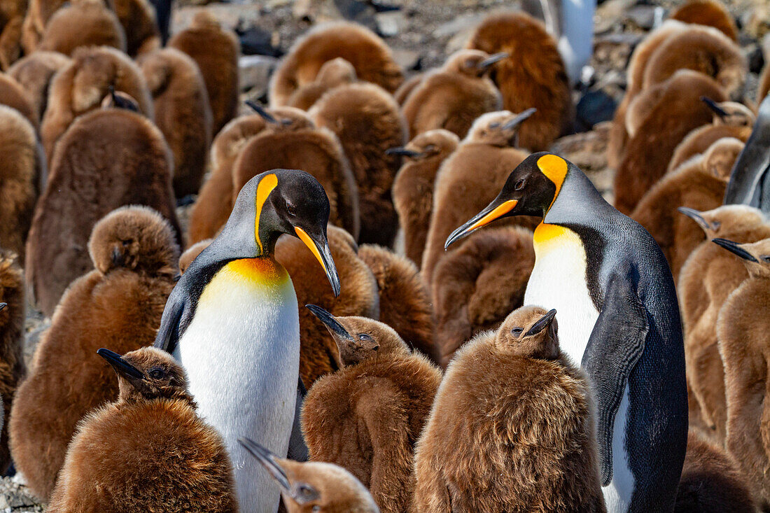 Adult king penguins (Aptenodytes patagonicus) amongst chicks (okum boys) at Salisbury Plain, South Georgia, Polar Regions