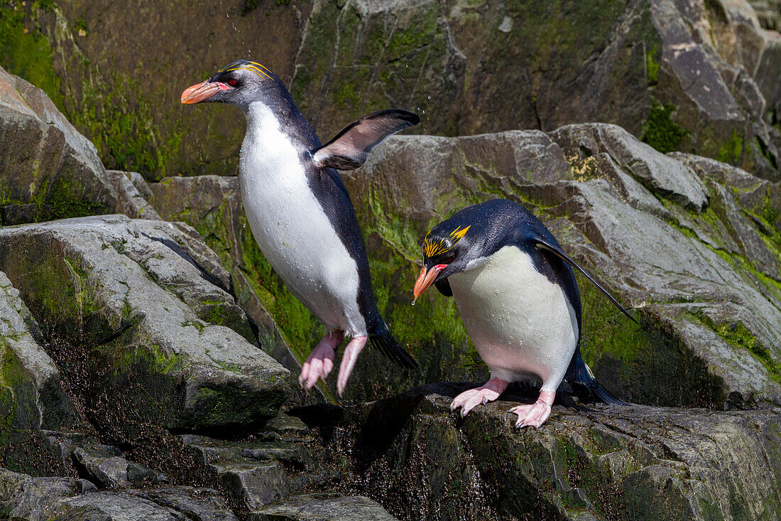 Makkaroni-Pinguine (Eudyptes chrysolophus) klettern an steilen Klippen in der Hercules Bay auf der Insel Südgeorgien, Polargebiete