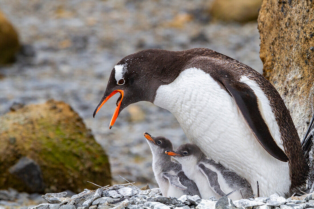 Adult gentoo penguin (Pygoscelis papua), feeding chicks at Brown Bluff near the Antarctic Peninsula, Southern Ocean, Polar Regions